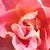 Roz - Trandafir pentru straturi Floribunda - Edouard Guillot